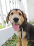 Pompom