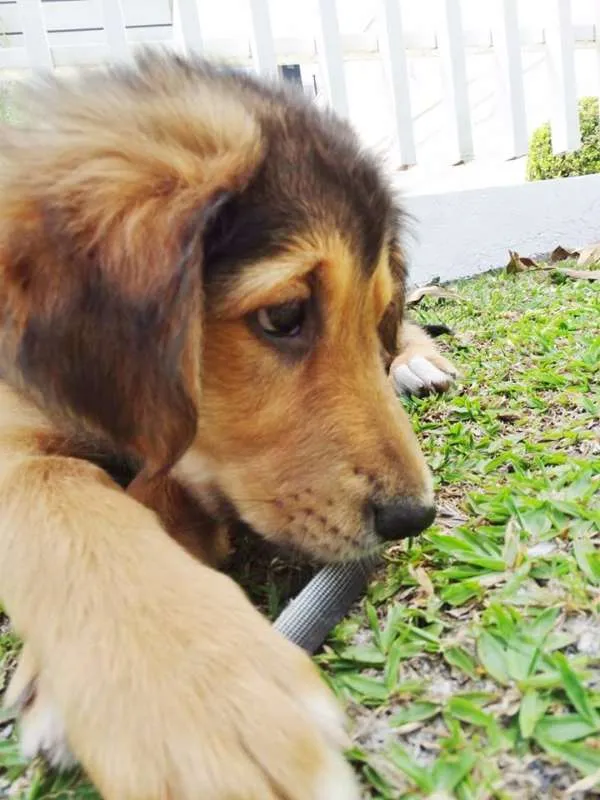Cachorro ra a SRD idade 2 a 6 meses nome Pompom
