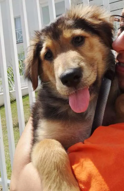 Cachorro ra a SRD idade 2 a 6 meses nome Pompom