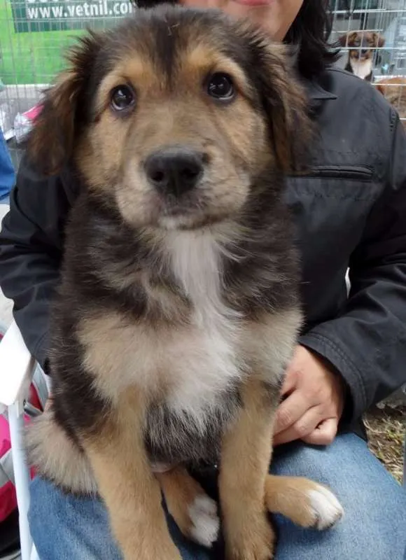 Cachorro ra a SRD idade 2 a 6 meses nome Pompom