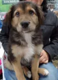 Pompom