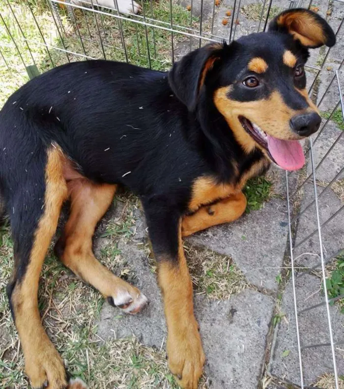 Cachorro ra a SRD idade 2 a 6 meses nome Liz