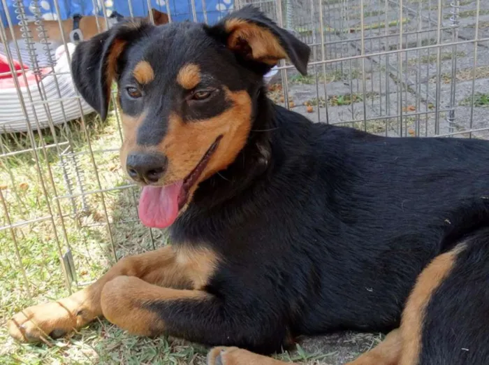 Cachorro ra a SRD idade 2 a 6 meses nome Liz
