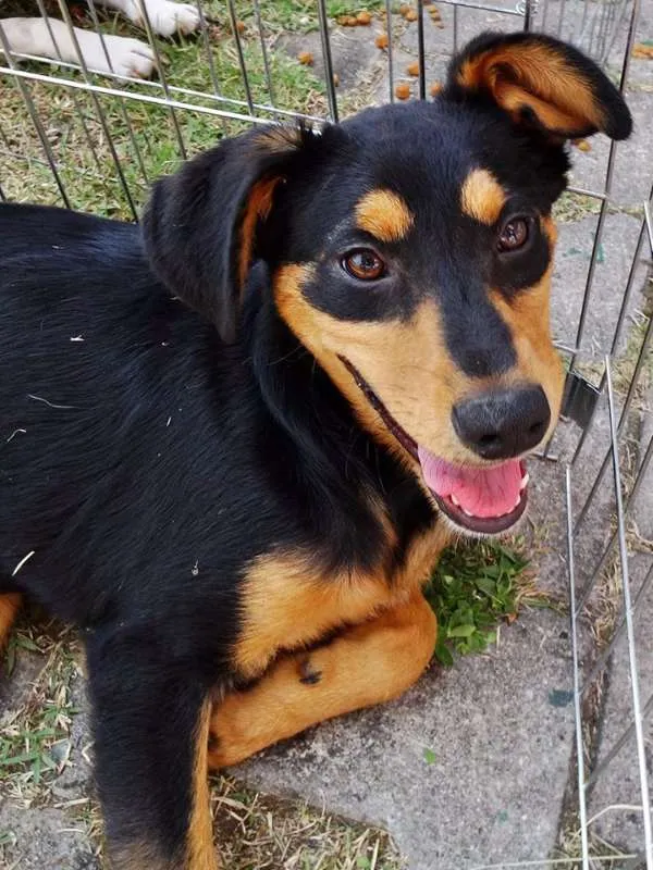 Cachorro ra a SRD idade 2 a 6 meses nome Liz