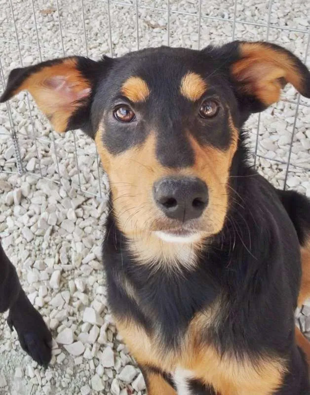 Cachorro ra a SRD idade 2 a 6 meses nome Liz