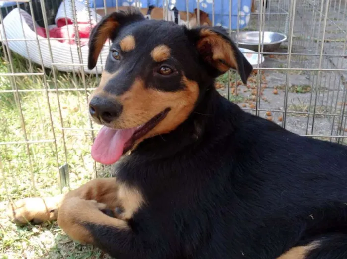 Cachorro ra a SRD idade 2 a 6 meses nome Liz