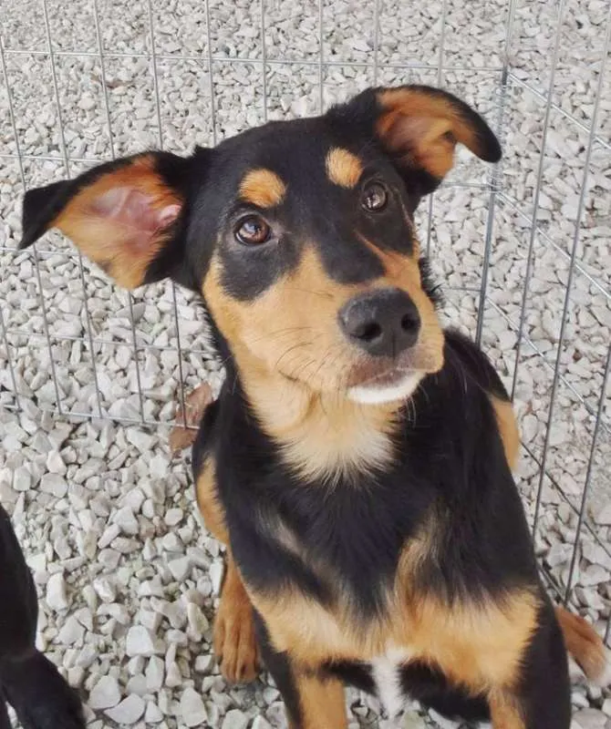 Cachorro ra a SRD idade 2 a 6 meses nome Liz
