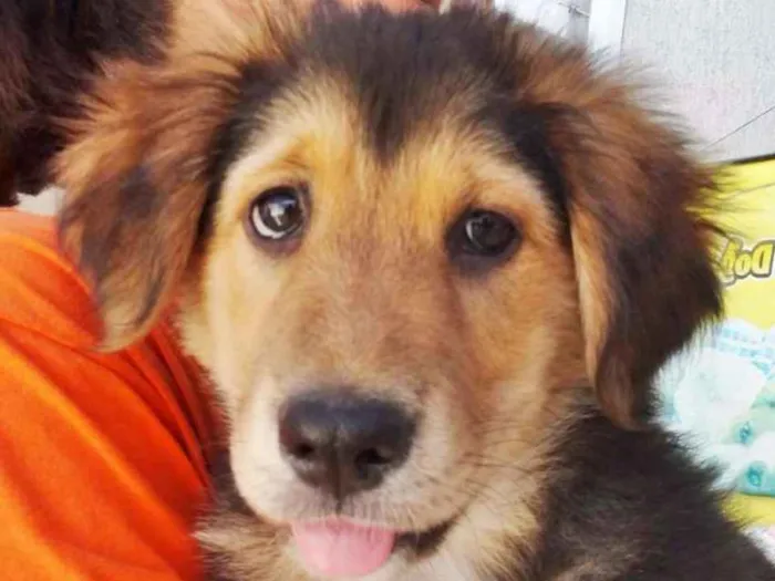 Cachorro ra a SRD idade 2 a 6 meses nome Pompom