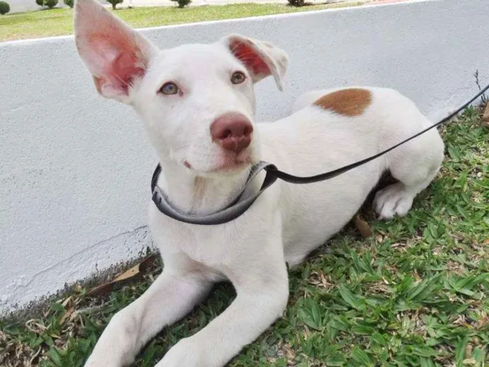 Cachorro ra a srd idade 2 a 6 meses nome Guima