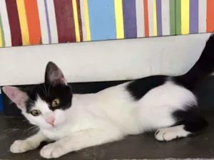 Gato raça Mestiça idade 2 a 6 meses nome Mia