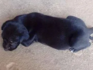 Cachorro raça Não sei  idade Abaixo de 2 meses nome Não tem 