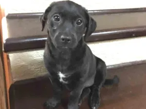 Cachorro raça SRD idade 2 a 6 meses nome Nina