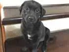 Cachorro raça SRD idade 2 a 6 meses nome Nina