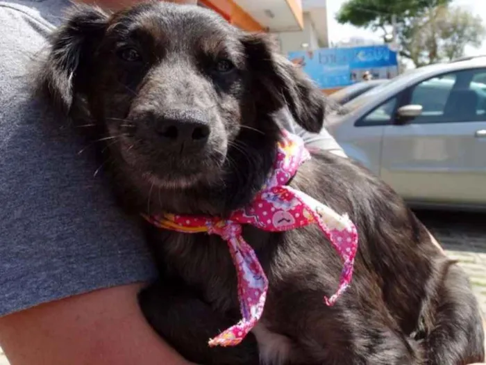 Cachorro ra a SRD idade 2 a 6 meses nome Tulipa