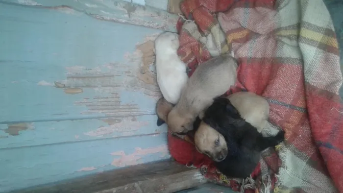 Cachorro ra a srd idade Abaixo de 2 meses nome Não tem nome