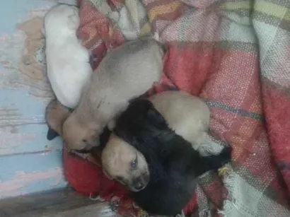 Cachorro raça srd idade Abaixo de 2 meses nome Não tem nome