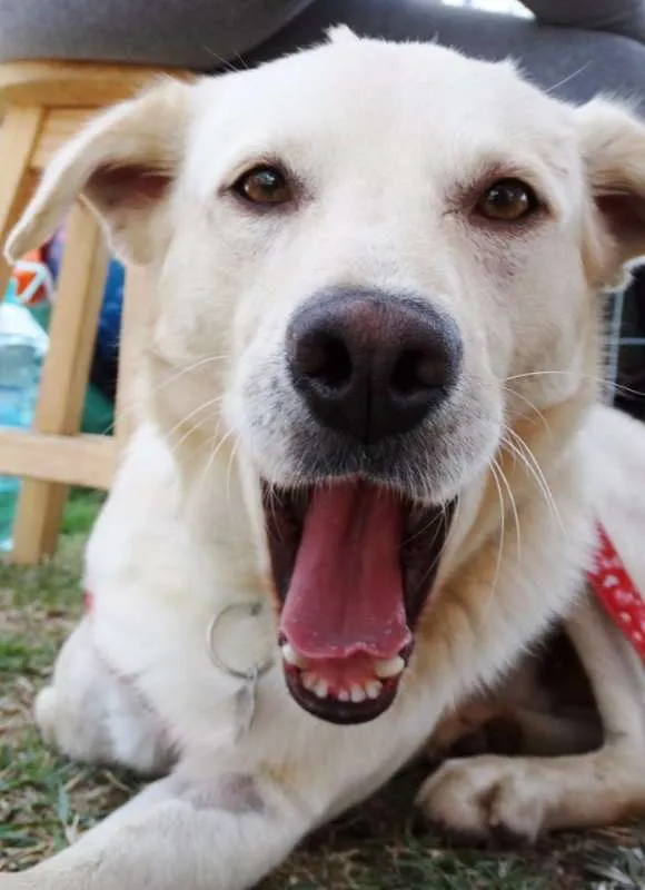 Cachorro ra a srd idade 2 anos nome Leite