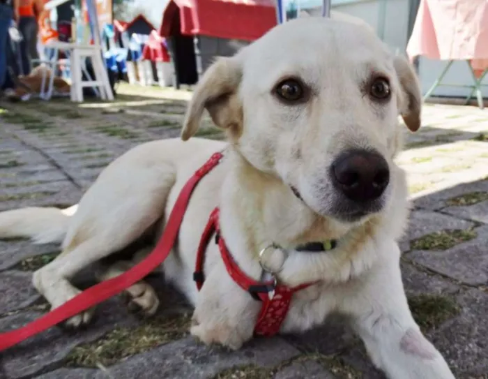 Cachorro ra a srd idade 2 anos nome Leite