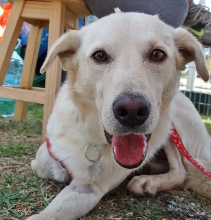 Cachorro ra a srd idade 2 anos nome Leite