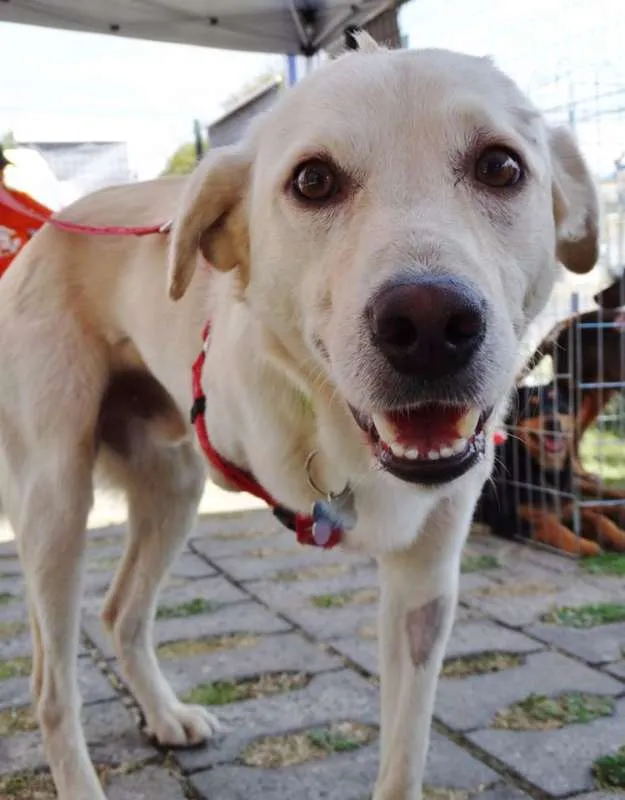 Cachorro ra a srd idade 2 anos nome Leite