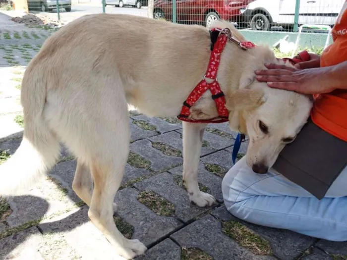 Cachorro ra a srd idade 2 anos nome Leite