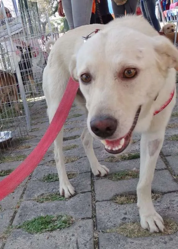 Cachorro ra a srd idade 2 anos nome Leite
