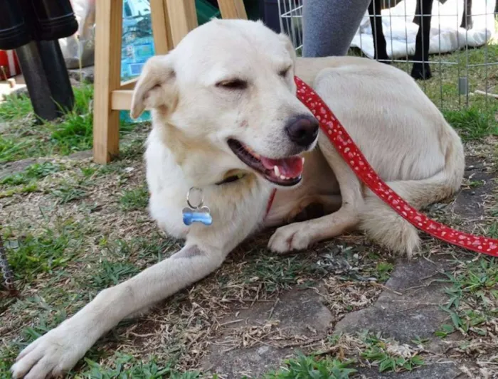 Cachorro ra a srd idade 2 anos nome Leite