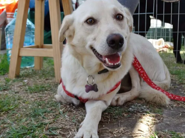 Cachorro ra a srd idade 2 anos nome Leite
