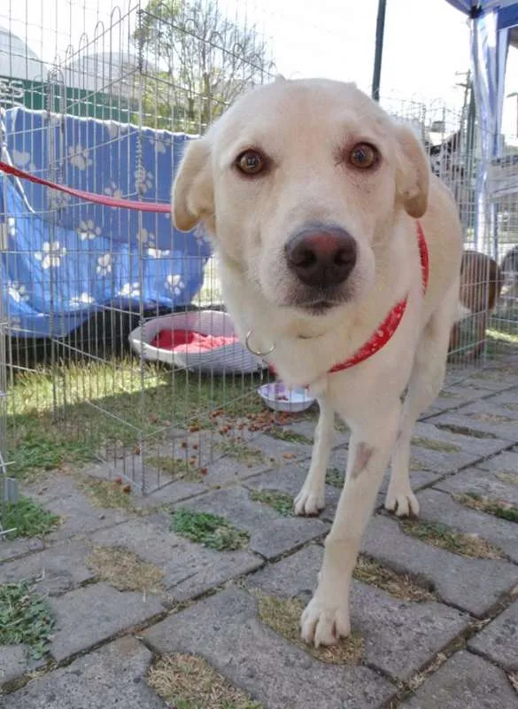 Cachorro ra a srd idade 2 anos nome Leite