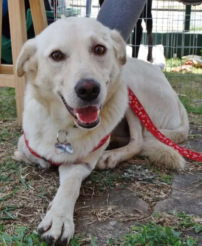 Cachorro ra a srd idade 2 anos nome Leite