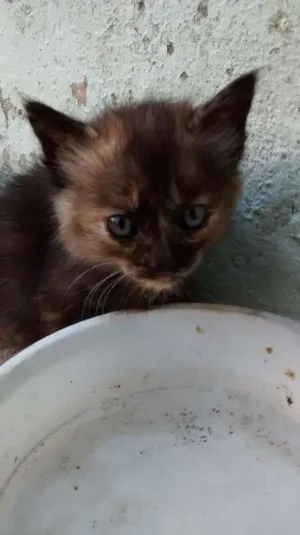 Gato raça SRD idade Abaixo de 2 meses nome Lili