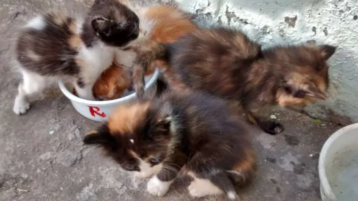 Gato raça SRD idade Abaixo de 2 meses nome Lili