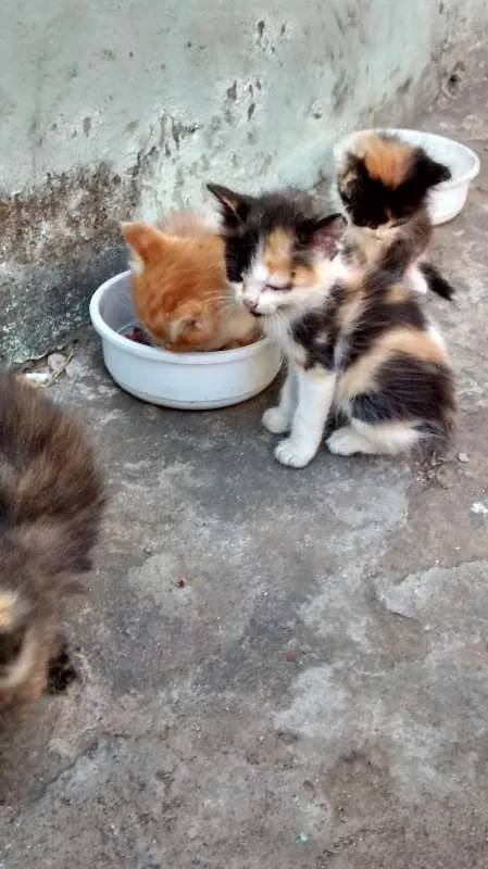 Gato raça SRD idade Abaixo de 2 meses nome Lili
