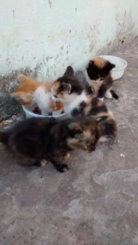Gato raça SRD idade Abaixo de 2 meses nome Lili