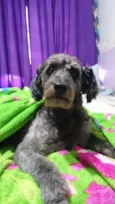 Bilú e Doninha