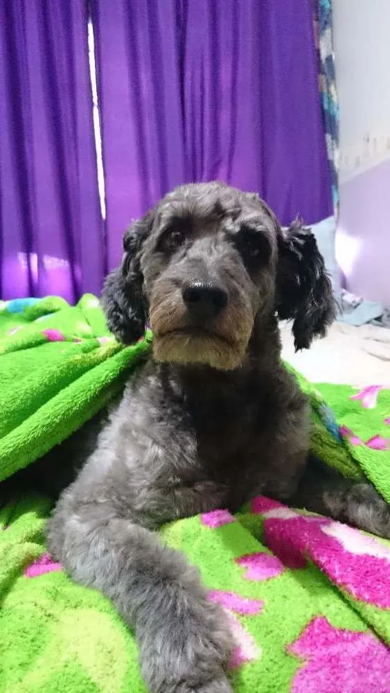 Cachorro raça Poodle idade 6 ou mais anos nome Bilú e Doninha