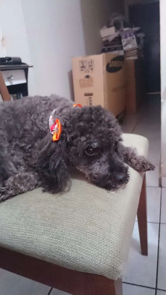 Cachorro raça Poodle idade 6 ou mais anos nome Bilú e Doninha