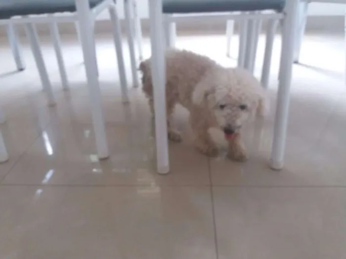 Cachorro raça Poodle idade 6 ou mais anos nome Mell
