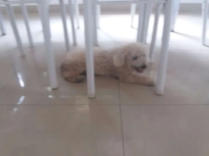 Cachorro raça Poodle idade 6 ou mais anos nome Mell
