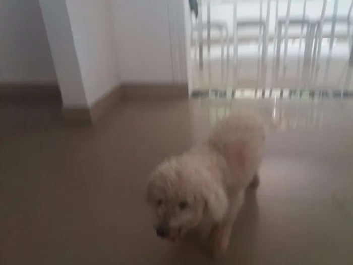 Cachorro raça Poodle idade 6 ou mais anos nome Mell