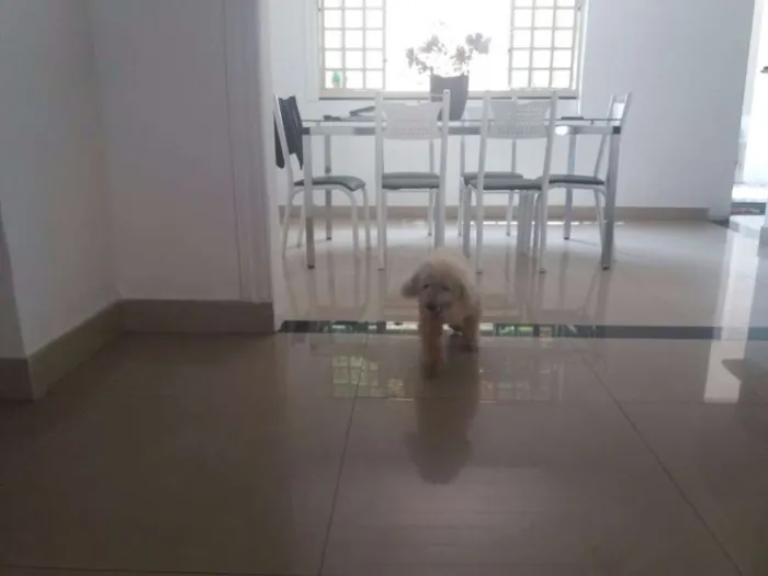 Cachorro raça Poodle idade 6 ou mais anos nome Mell