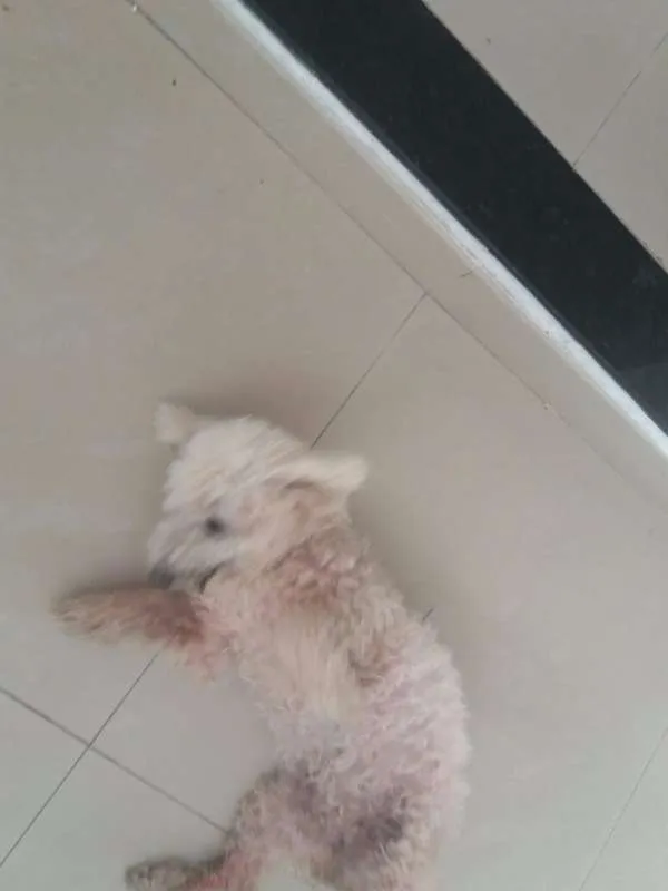 Cachorro raça Poodle idade 6 ou mais anos nome Mell