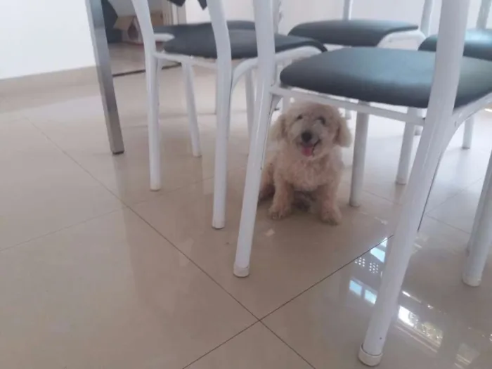 Cachorro raça Poodle idade 6 ou mais anos nome Mell