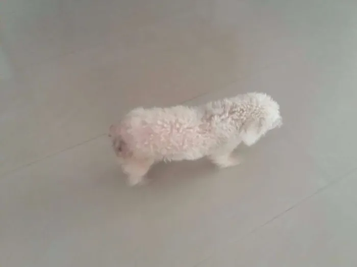Cachorro raça Poodle idade 6 ou mais anos nome Mell