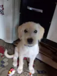 Lalinha 