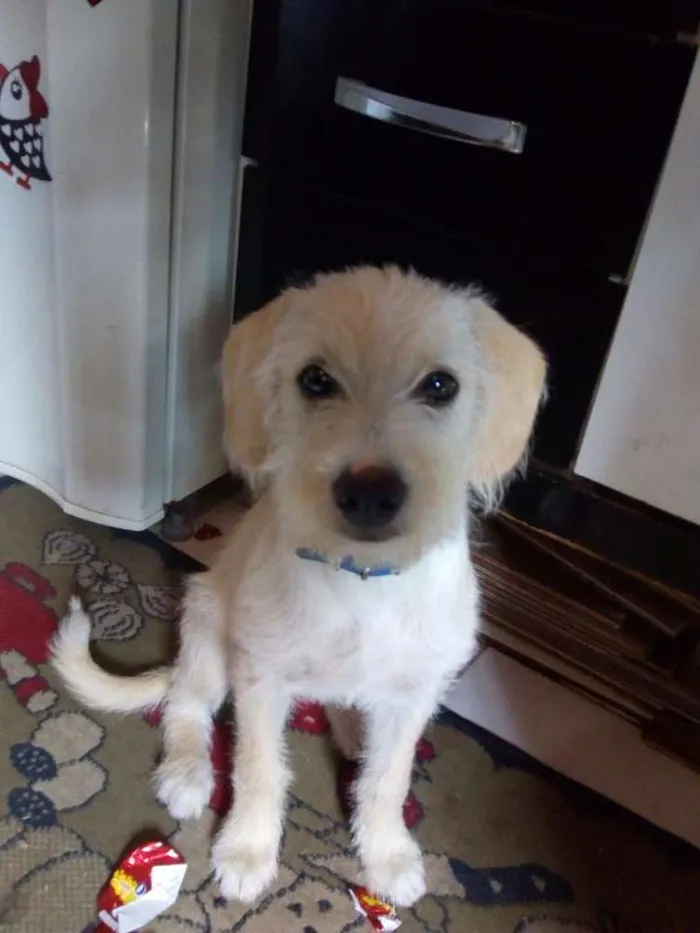 Cachorro ra a Sem raça idade 7 a 11 meses nome Lalinha 