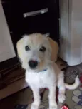 Lalinha 