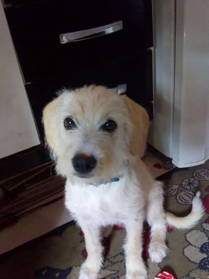Cachorro ra a Sem raça idade 7 a 11 meses nome Lalinha 