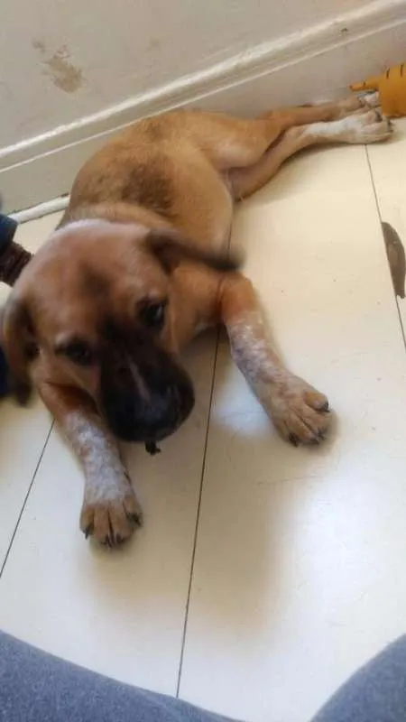 Cachorro ra a Vira lata idade 2 a 6 meses nome Yoshi
