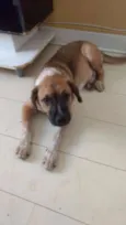 Yoshi